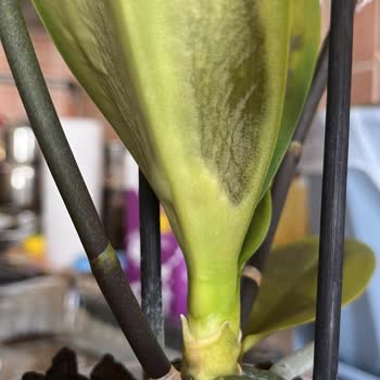 Küflü Orkide Ve Yetersiz Müşteri Hizmeti