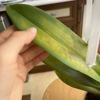 Küflü Orkide Ve Yetersiz Müşteri Hizmeti