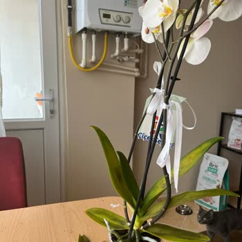 Küflü Orkide Ve Yetersiz Müşteri Hizmeti