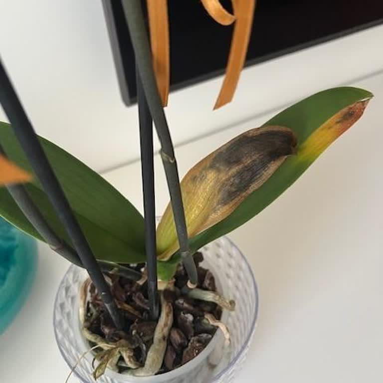 Ayıplı Orkide Ve Kötü Müşteri Hizmeti