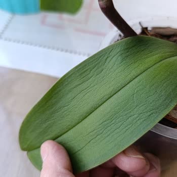 Fintarla Salon Bitkileri Şikayeti