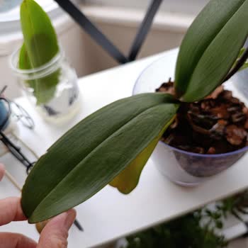 Fintarla Salon Bitkileri Şikayeti