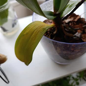 Fintarla Salon Bitkileri Şikayeti