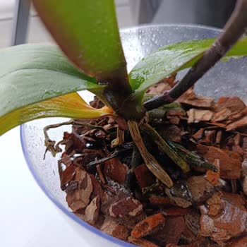 Fintarla Salon Bitkileri Şikayeti