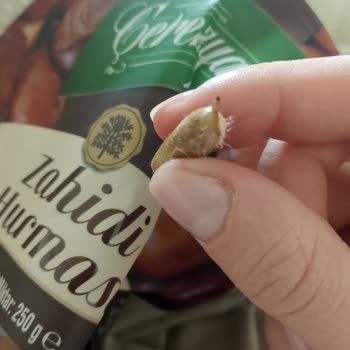 Kirli Ve Solucanlı Hurma Deneyimi