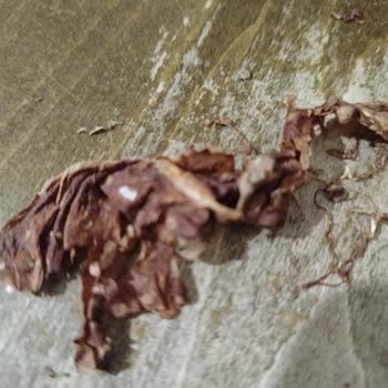 Camel'in Ürün Kalitesindeki Düşüş Ve Müşteri Memnuniyetsizliği