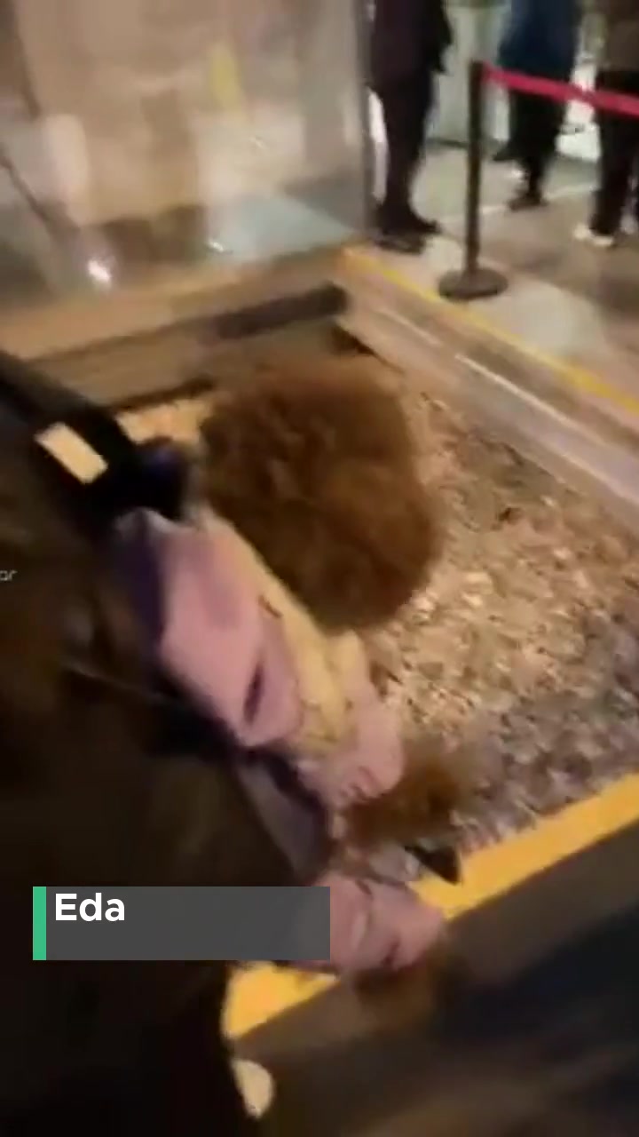İstanbul Büyükşehir Belediyesi Şerefiye Sarnıcı Evcil Hayvana Karşı videonun kapak resmi