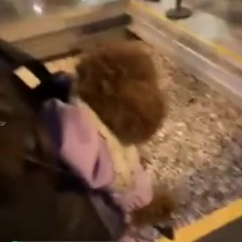 İstanbul Büyükşehir Belediyesi Şerefiye Sarnıcı Evcil Hayvana Karşı