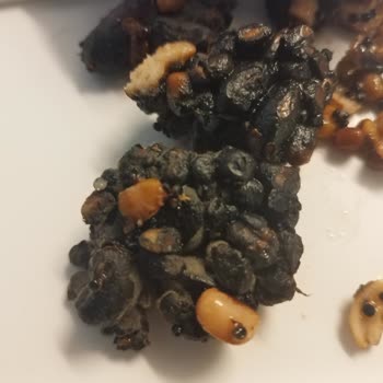 Küflü Ürün Deneyimi: Sağlığımız Tehlikede!