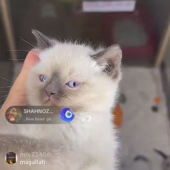 TikTok'ta Cins Kedi Satışı İddiası