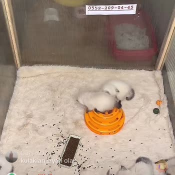 TikTok'ta Cins Kedi Satışı İddiası