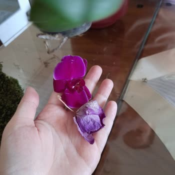 Çiçek Sepeti'nden Gelen Kupkuru Orkide Şoku!