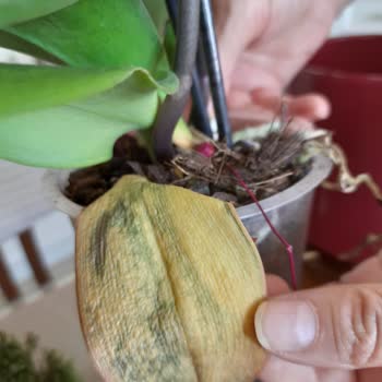 Çiçek Sepeti'nden Gelen Kupkuru Orkide Şoku!