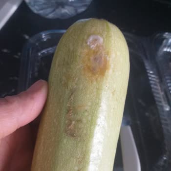 Alanya Mangosu: Küflü Ve Bozuk Ürün Hayal Kırıklığı