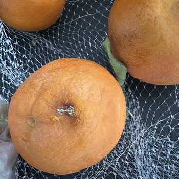 Alanya Mangosu: Küflü Ve Bozuk Ürün Hayal Kırıklığı