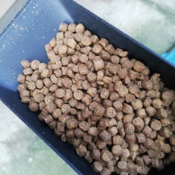 Kötü Kokulu Ve Donuk Renkli Kedi Maması Sorunu