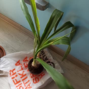 Migros Sanal Marketten Gelen Cansız Çiçekler