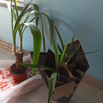 Migros Sanal Marketten Gelen Cansız Çiçekler