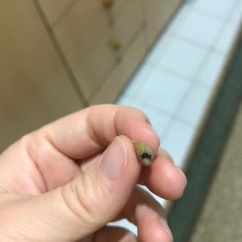 Taş Ve Böcekli Ürün Skandalı: Çocuğumun Sağlığı Tehlikede!