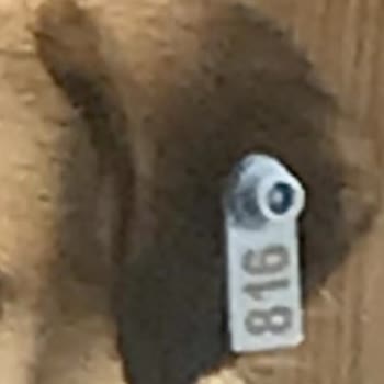 Marmaraereğlisi Belediyesi Mahallemizin Sadık Dostu Haksız Yere Barınağa Alındı