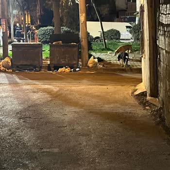 Bornova Belediyesi Çöp Konteyneri Ve Kötü Koku Sorunu