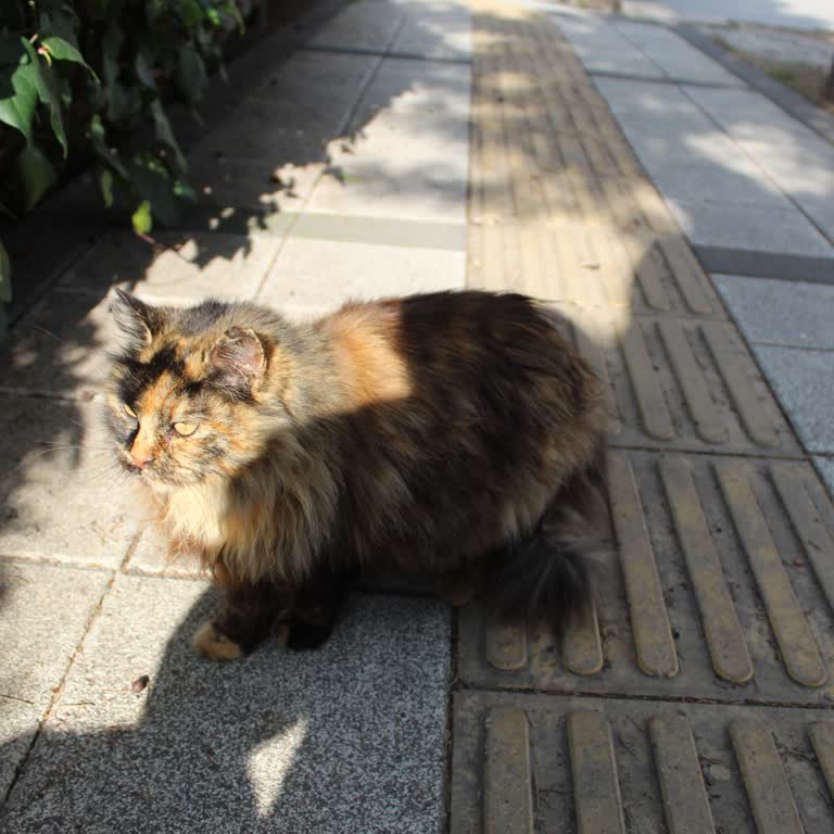 Bitci.com'da Nap Token Erişimsizliği Ve Müşteri Hizmetleri Sorunu