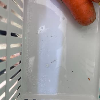 Arçelik Buzdolabı Sorunları: Gürültü Ve Küflenme Şikayeti