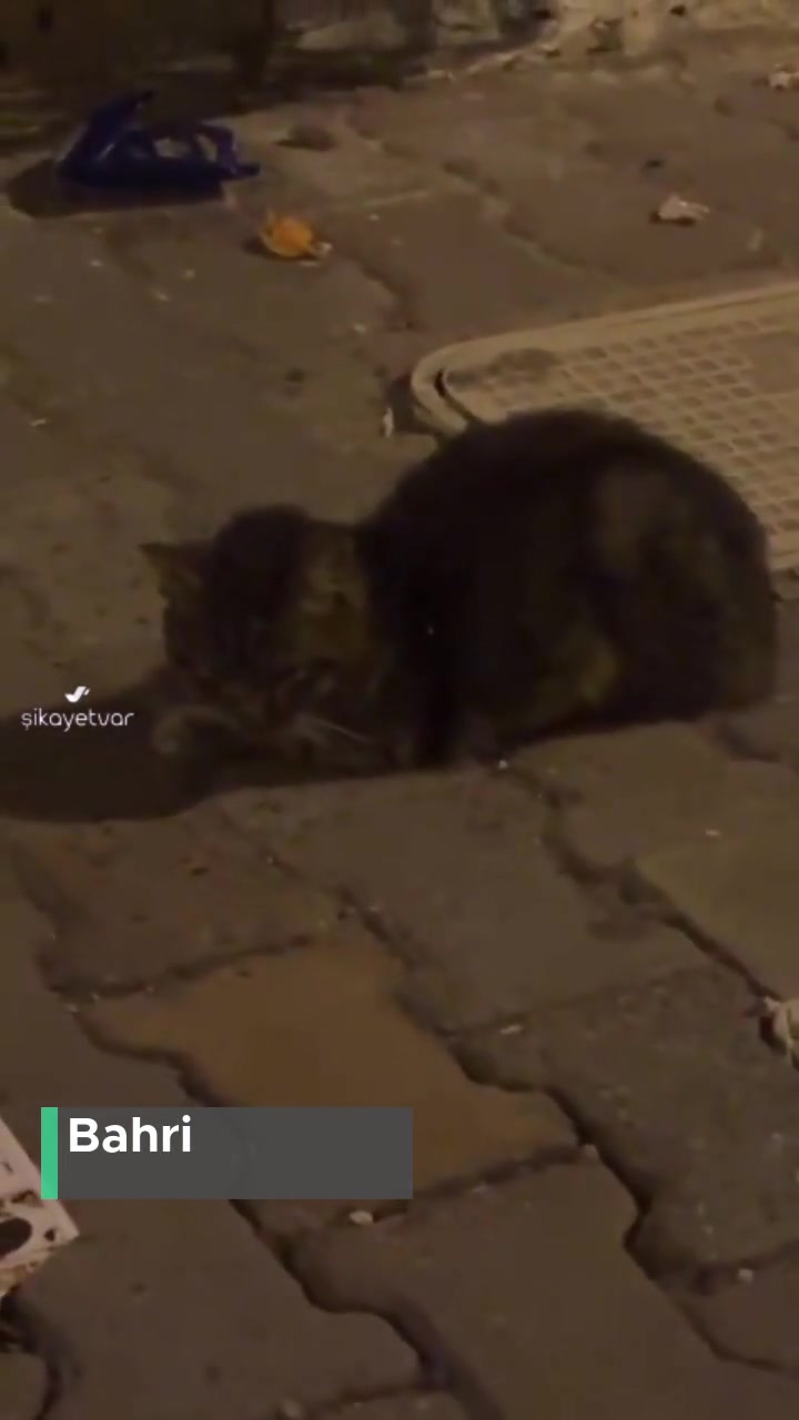 İstanbul Büyükşehir Belediyesi Veteriner Hekimi Eksikliği! videonun kapak resmi