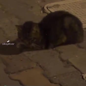 İstanbul Büyükşehir Belediyesi Veteriner Hekimi Eksikliği!