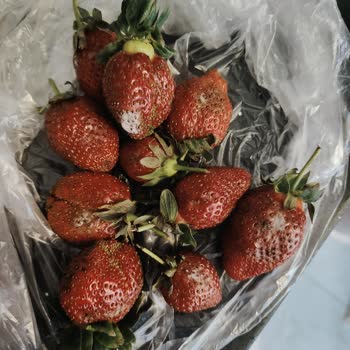 Küflü Çilekler: Migros'tan Aldığımız Ürünler Artık Yeter!