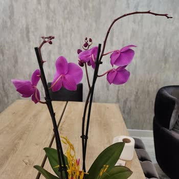 Taze Çiçek'ten Gelen Orkide Hayal Kırıklığı