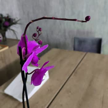 Taze Çiçek'ten Gelen Orkide Hayal Kırıklığı