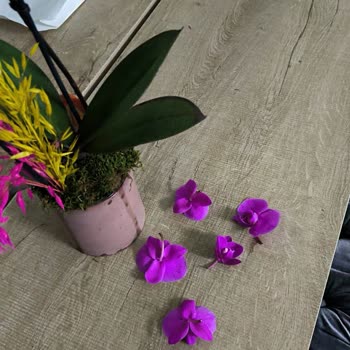 Taze Çiçek'ten Gelen Orkide Hayal Kırıklığı