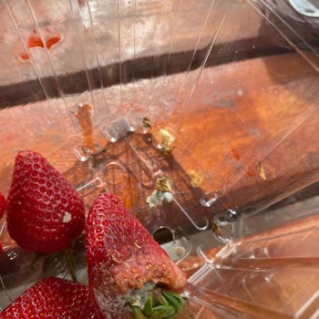 Migros'tan Aldığımız Çilekler Küflü Çıktı