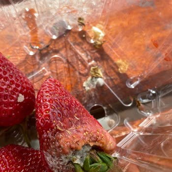 Migros'tan Aldığımız Çilekler Küflü Çıktı