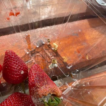 Migros Marketten Alınan Çileklerin Küflü Çıkması