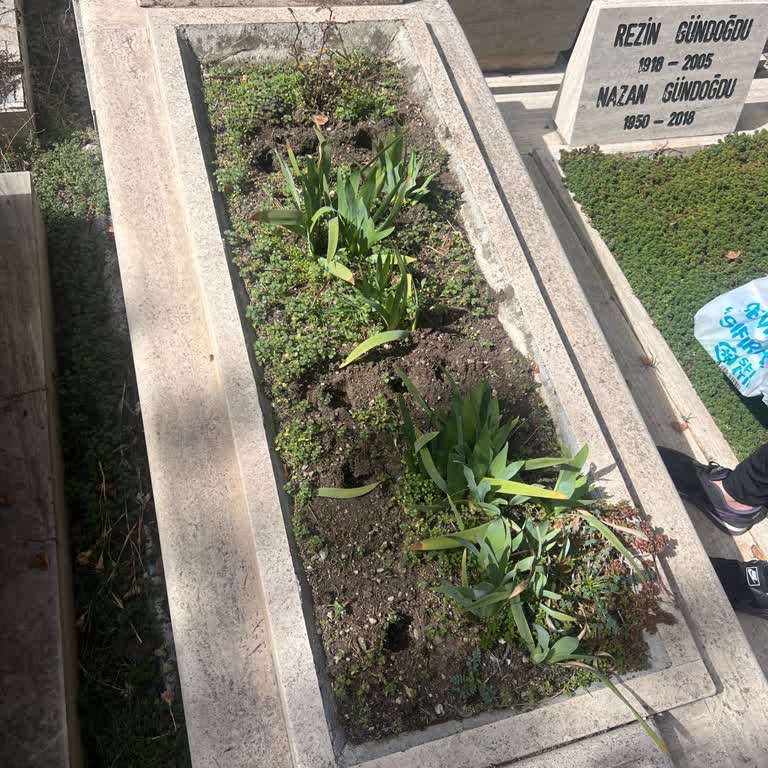 Mezarlıkta Kaybolan Menekşeler