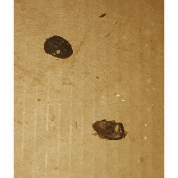Zeytin Çekirdeği Yüzünden Kırılan Diş Ve İlgisiz Müşteri Hizmetleri