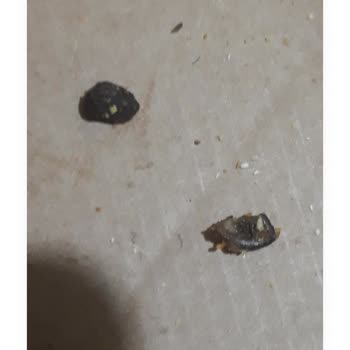 Zeytin Çekirdeği Yüzünden Kırılan Diş Ve İlgisiz Müşteri Hizmetleri