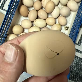 K****** Makinesi Hayal Kırıklığı