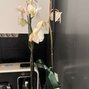 Solan Orkide Ve Yetersiz Çözüm Önerileri