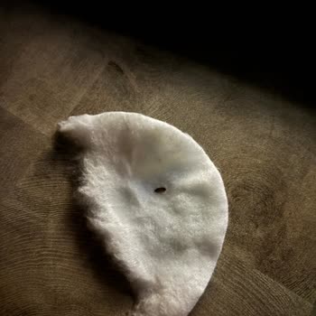 Asit Serumunda Şok Edici Böcek Sürprizi