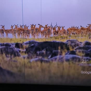 Toshiba TV'nin Kırık Çerçeve Sorunu Ve Servis Mağduriyeti