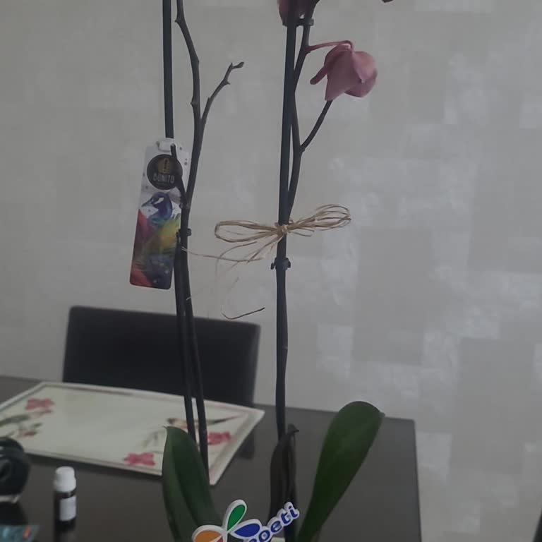 Yanlış Teslimat Ve Kalitesiz Ürün: Çiçeksepeti.com Hayal Kırıklığı