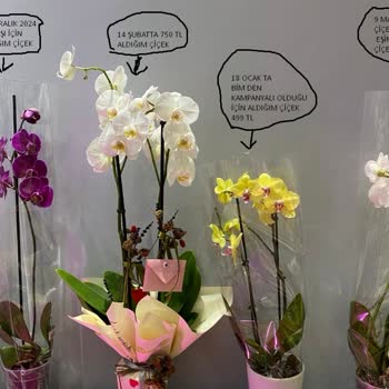 Çiçek Sepeti'nden Aldığım Orkide Neden Soldu?