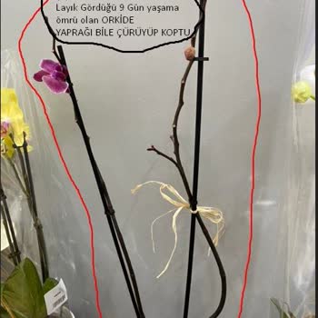 Çiçek Sepeti'nden Aldığım Orkide Neden Soldu?