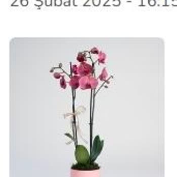 Çiçek Sepeti'nden Aldığım Orkide Neden Soldu?