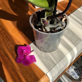 Çiçek Sepeti'nden Solmuş Ve Saksısız Çiçek Şoku