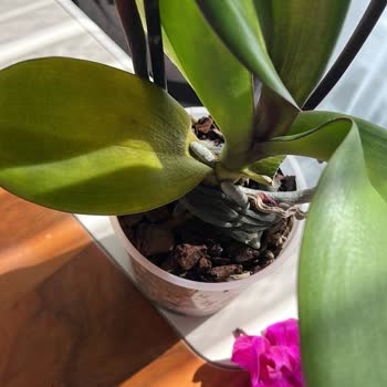 Çiçek Sepeti'nden Solmuş Ve Saksısız Çiçek Şoku