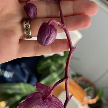 Çiçek Sepeti'nden Solmuş Ve Saksısız Çiçek Şoku